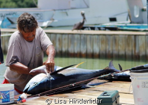 Catch of the Day by Lisa Hinderlider 